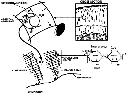 Schematischer Aufbau der Knorpelmatrix mit Typ-II-Kollagen, Aggrecan, Chondroitinsulfat und Hyaluronan