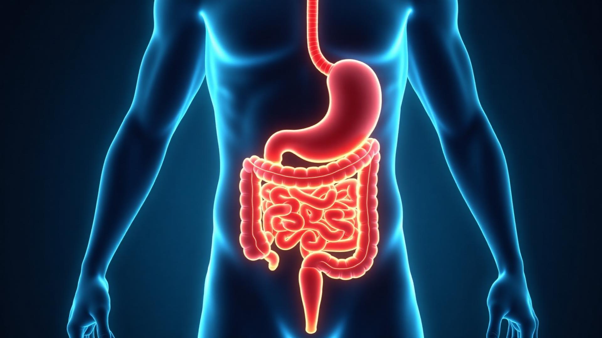 Human silhouette with digestive system