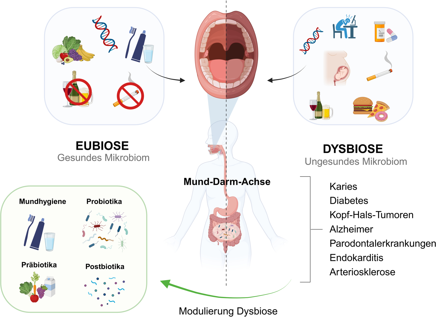 Vergleich Eubiose und Dysbiose des oralen Mikrobioms entlang der Mund-Darm-Achse