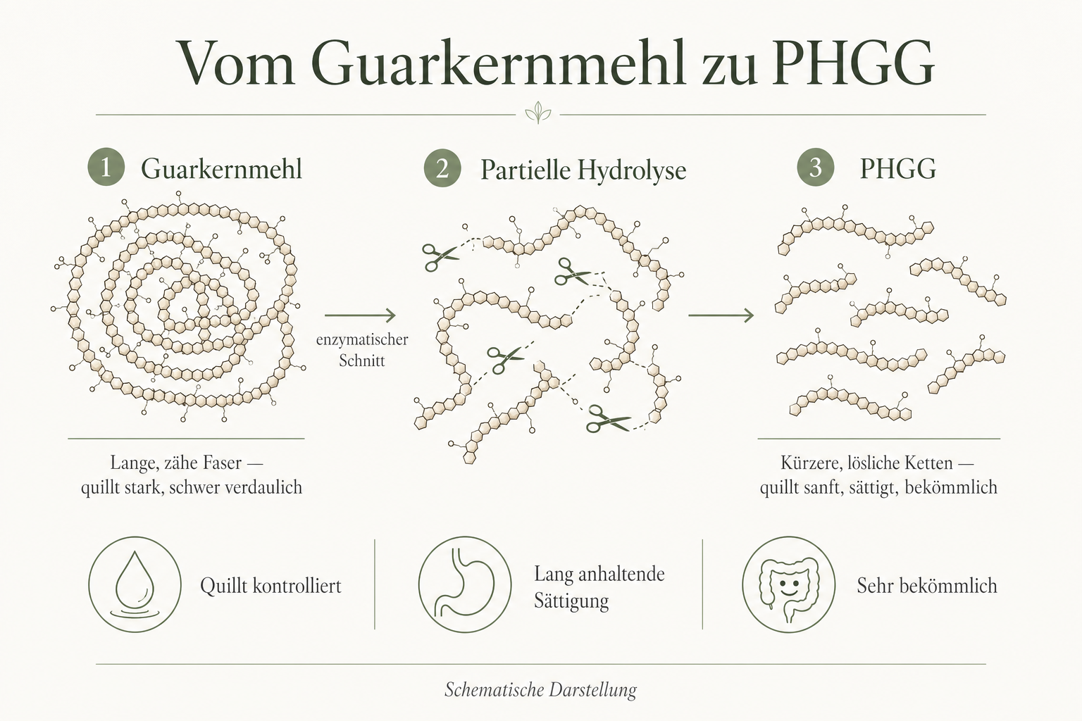 Infografik: Vom Guarkernmehl zu PHGG – partielle Hydrolyse erzeugt kürzere, lösliche Ketten, die kontrolliert quellen, sättigen und bekömmlich sind