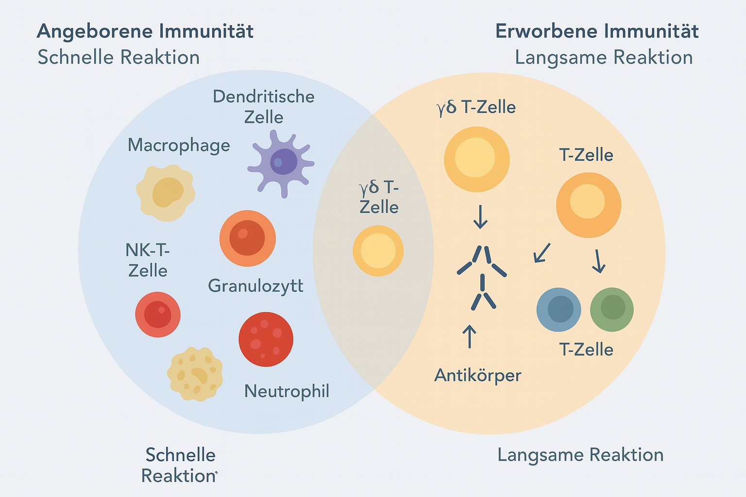 Angeborene und erworbene Immunität - Immunsystem Übersicht