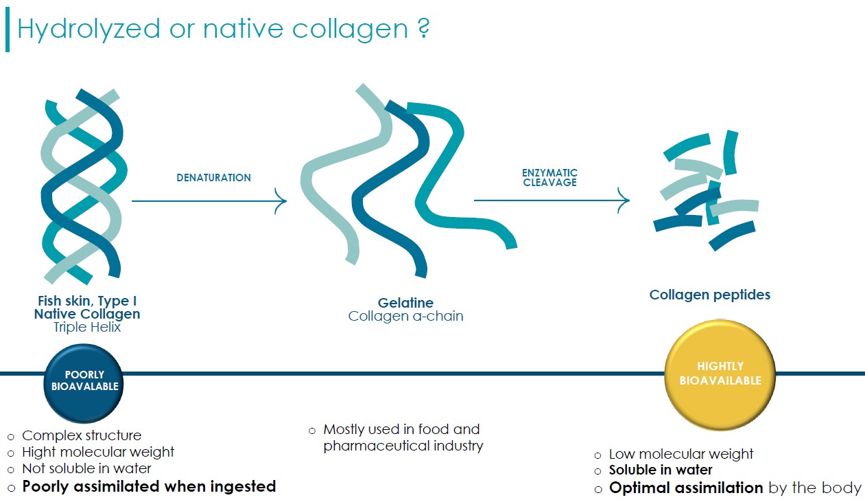 Hydrolysiertes vs natives Kollagen - Bioverfügbarkeit