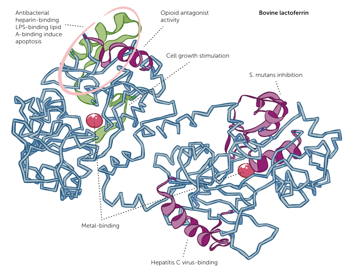 Bovine Lactoferrin Molekülstruktur mit Annotationen zu verschiedenen Bindungsstellen